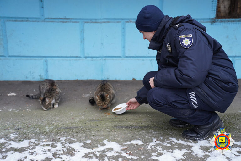 Шаблон сайт котік1